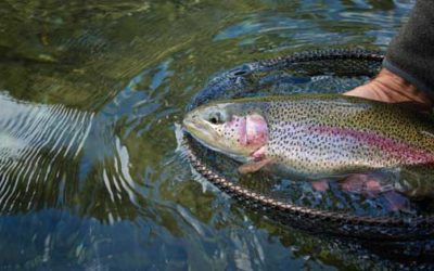 44th Trout Derby Kicks Off Spring Recreation