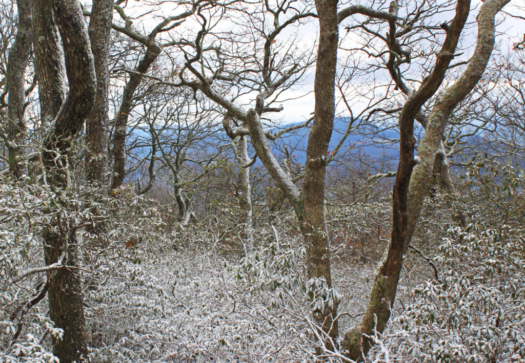 Mount Jefferson trails in winter