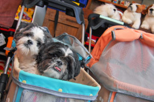 Pet Friendly Lodging