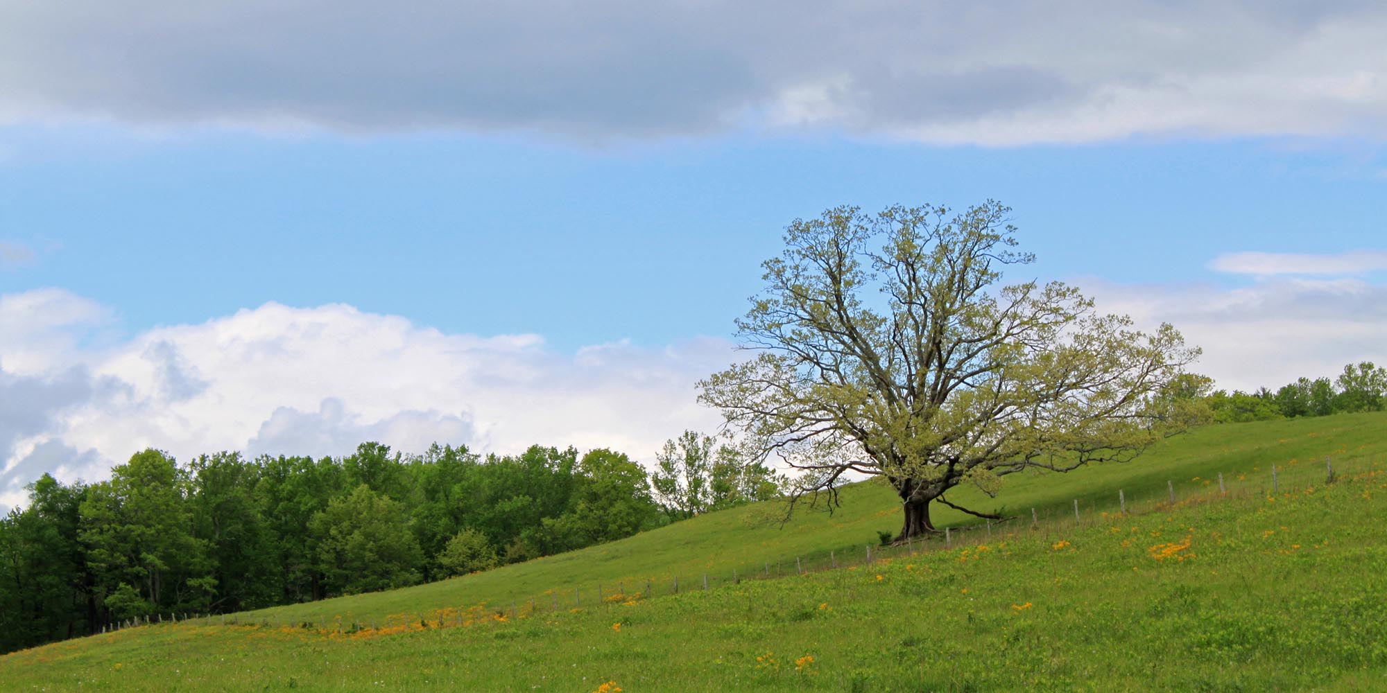 Spring on the Blue Ridge parkway