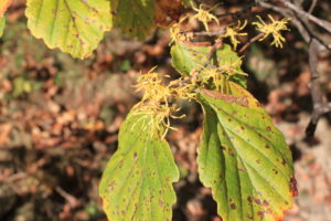 witch hazel blooms