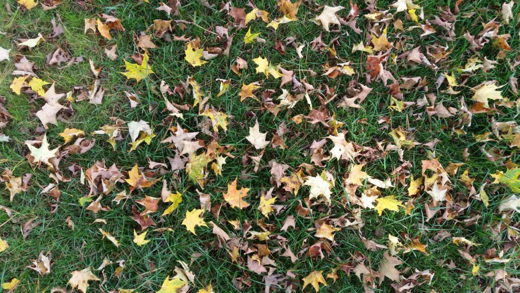 yellow maple leaves