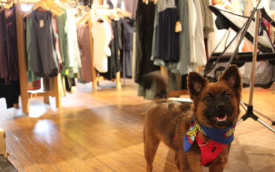 13 Shops to Take Your Pup