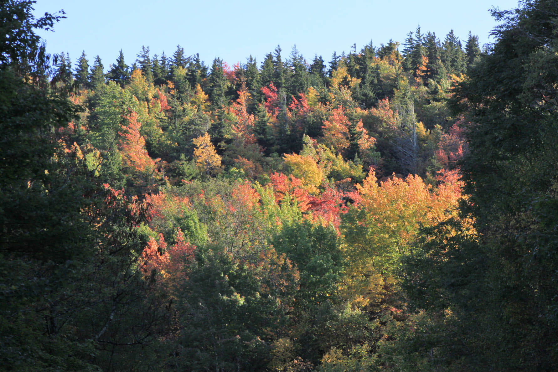 fall foliage on Blue Ridge Parkwy