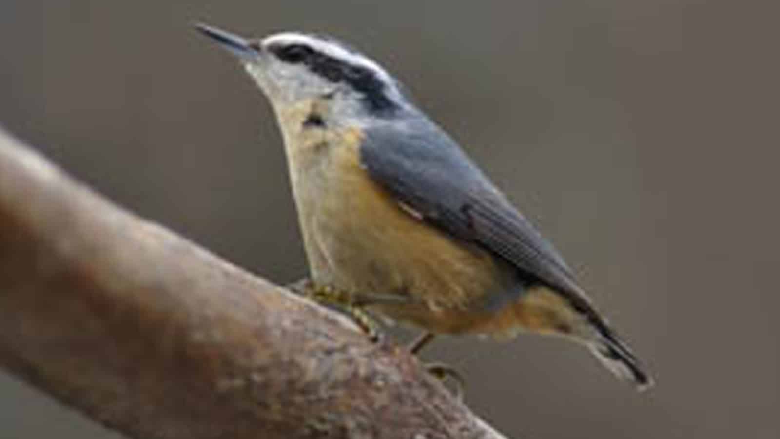 nuthatch_169