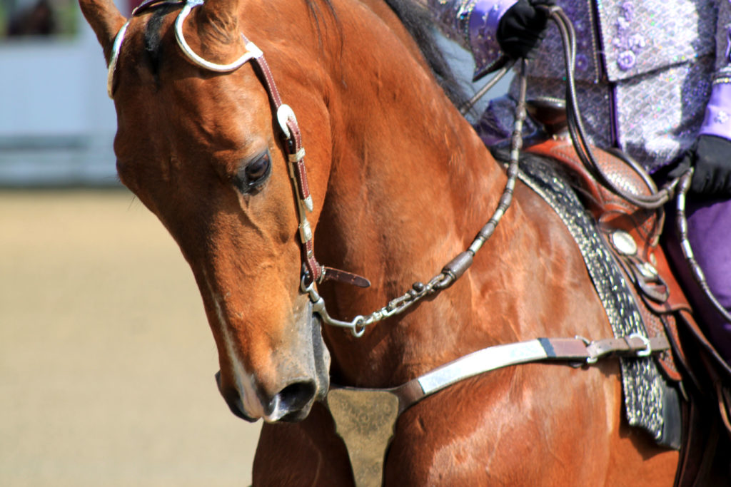 Blowing Rock Charity Horse Show- Saddlebred