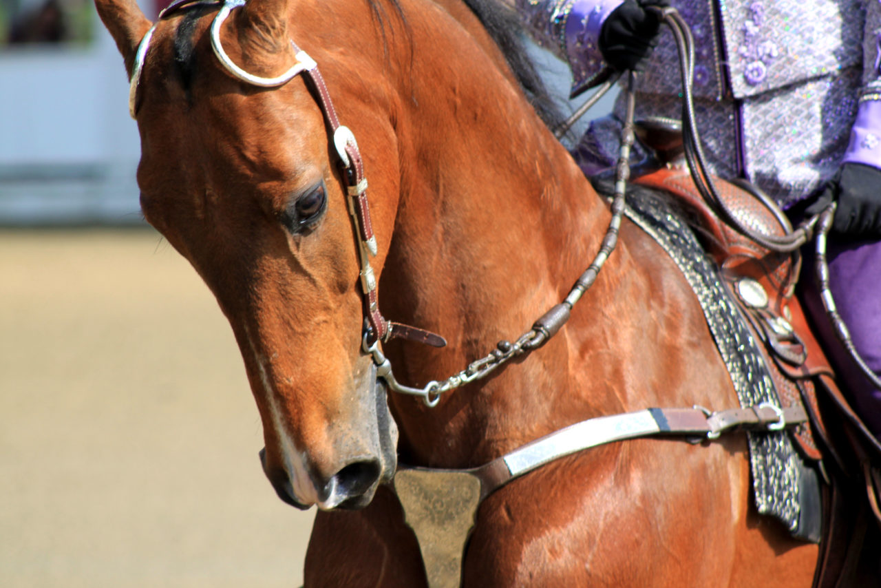 Blowing Rock Charity Horse Show Saddlebred ⋆ Blowing Rock