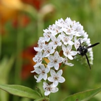 blowing rock garden tour