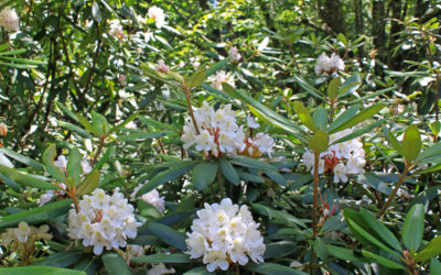 Rosebay Rhododendron Bloom Update