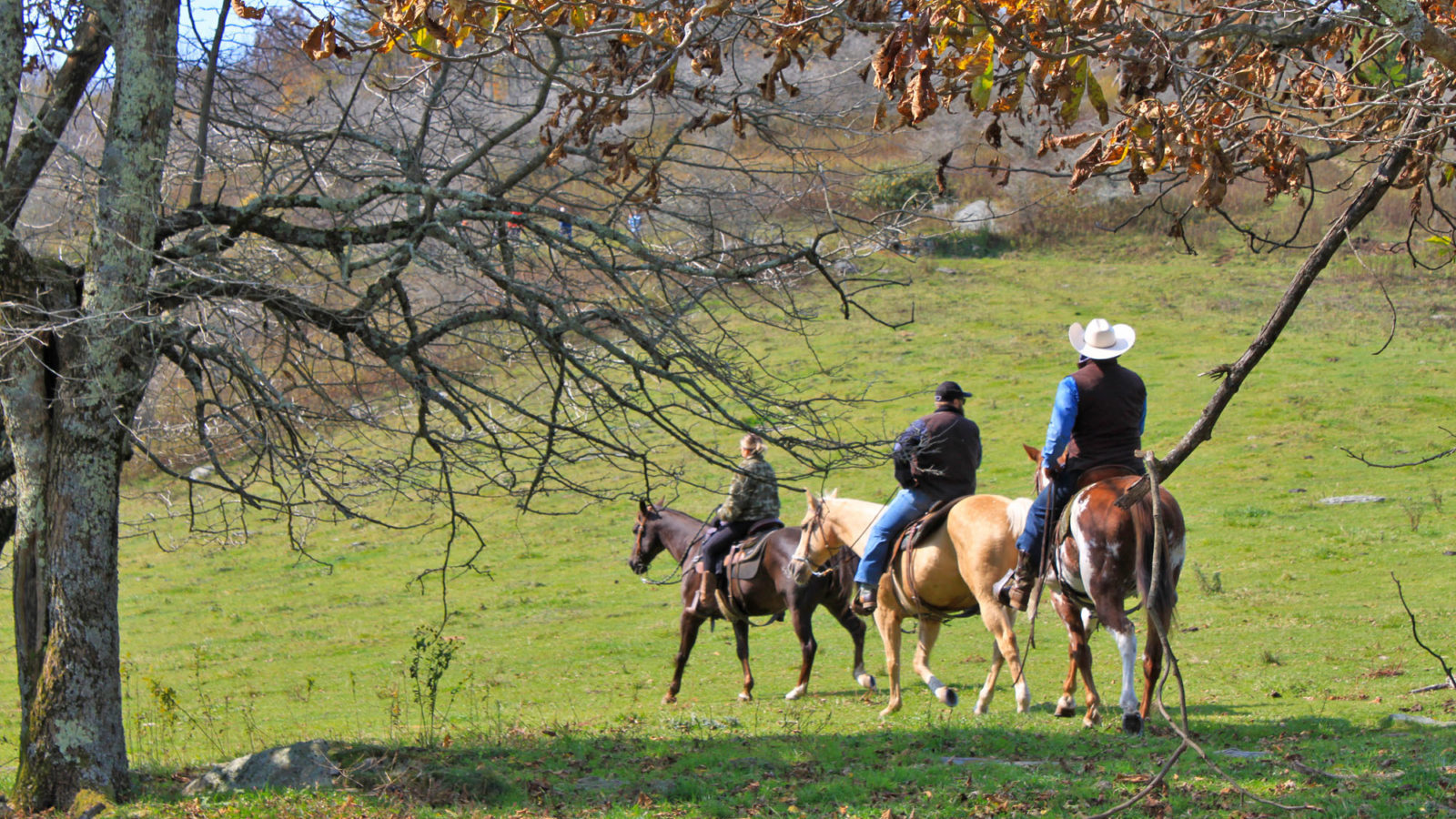 Horseback riders on Rich Mountain Trail