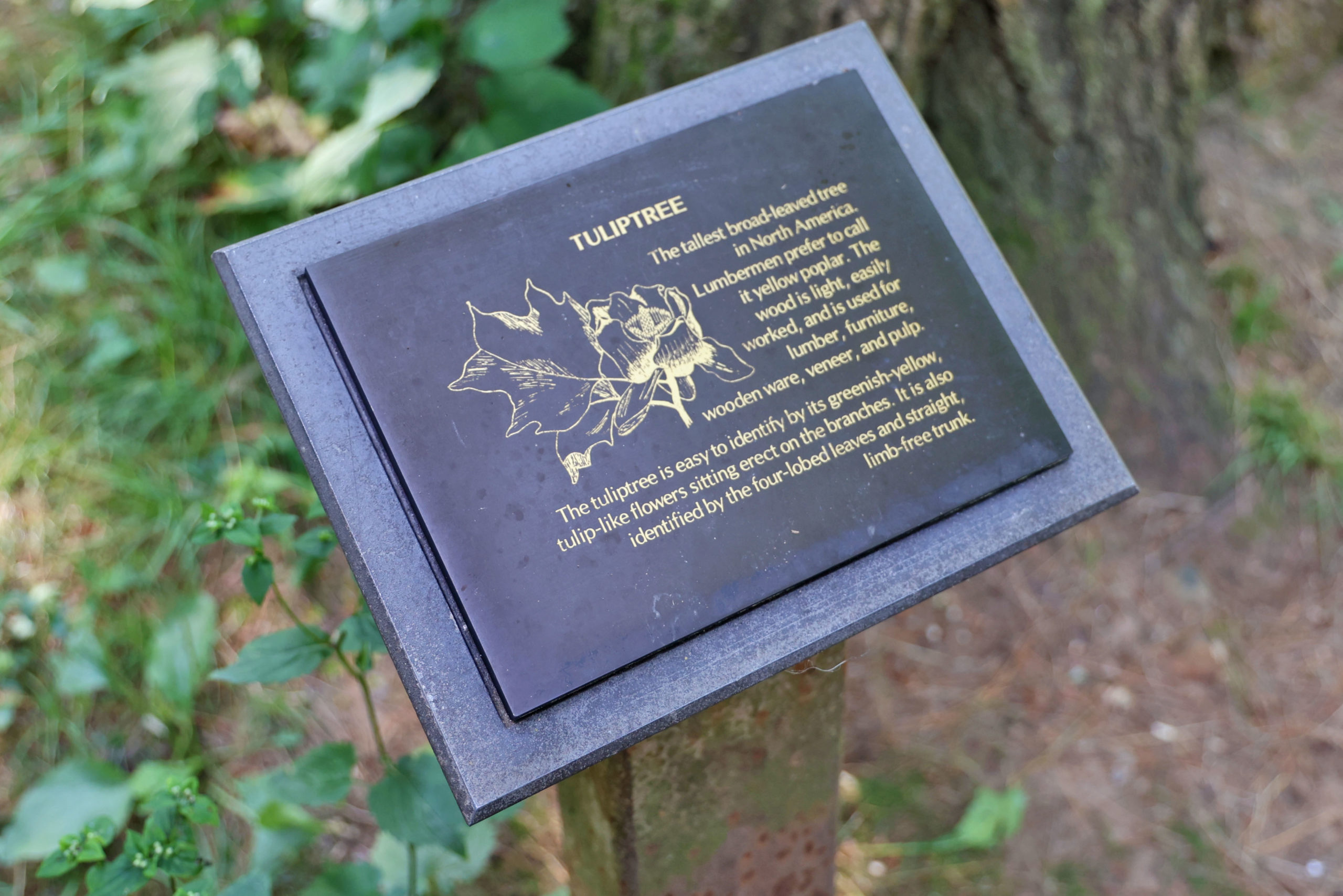 Tulip Tree plaque