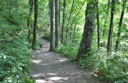 Wooded trail