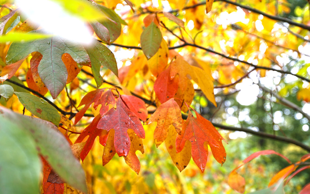 sassafras leaves with autumn color