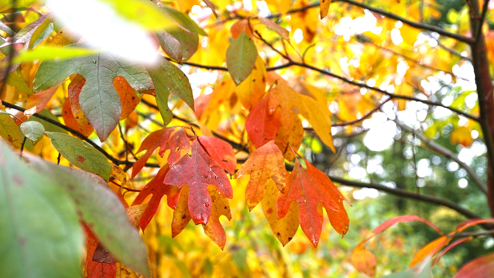 sassafras leaves with autumn color