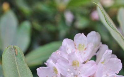 2024 Rosebay Rhododendron Bloom Report