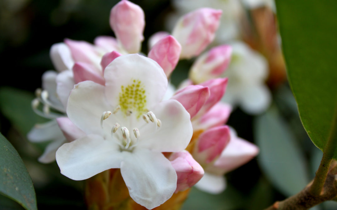 2021 Rosebay Rhododendron Bloom Report