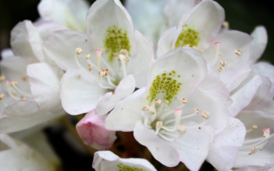 2022 Rosebay Rhododendron Bloom Report
