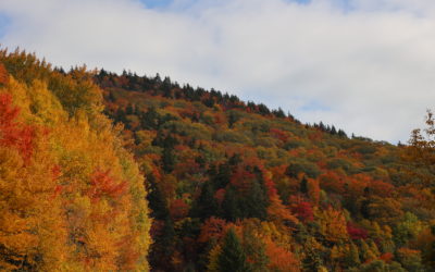 Fall Color Update: October 10, 2022