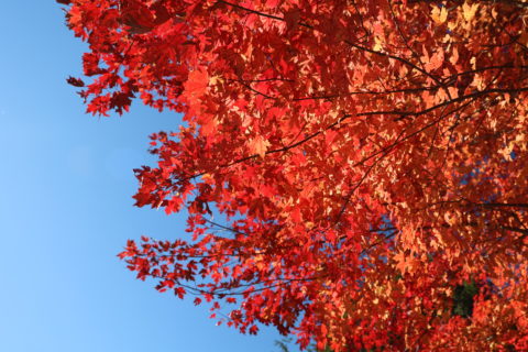 Thanksgiving Day Dining ⋆ Blowing Rock