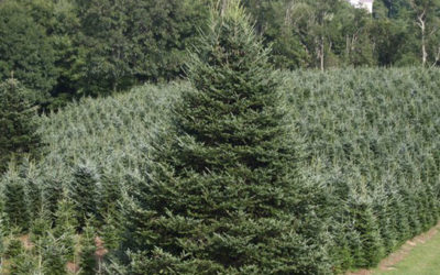 Choose & Cut Christmas Trees