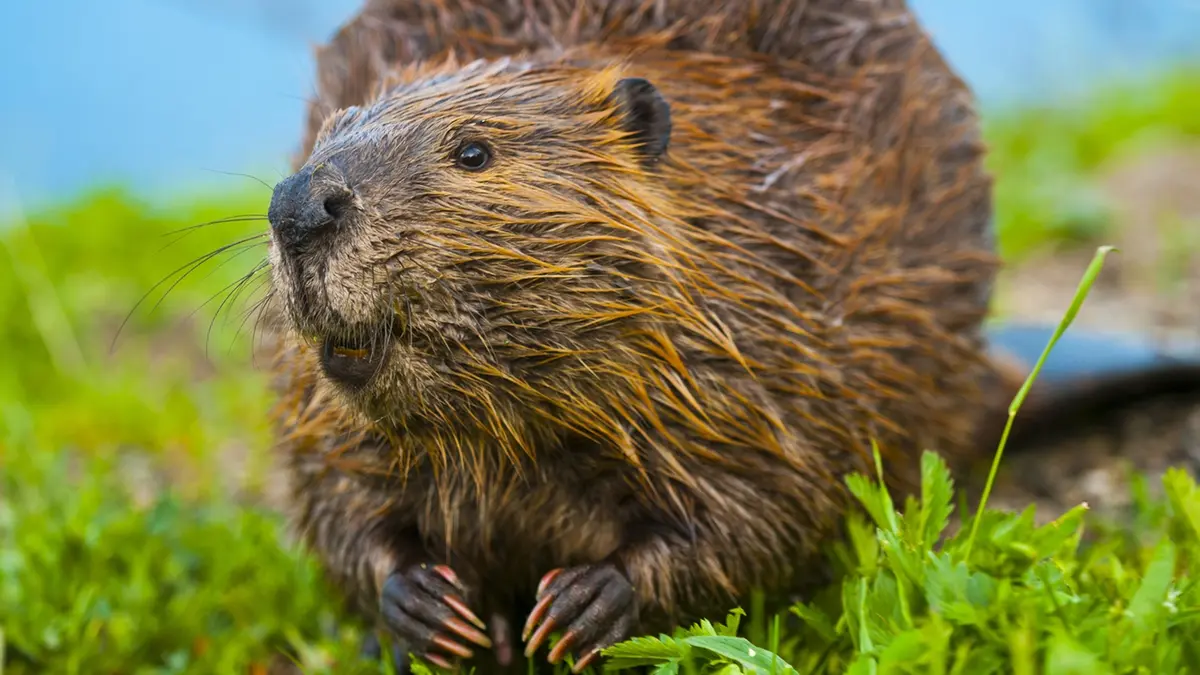 BRAHM: Beavers: Our Natural Engineers with Grandfather Mountain Stewardship Foundation