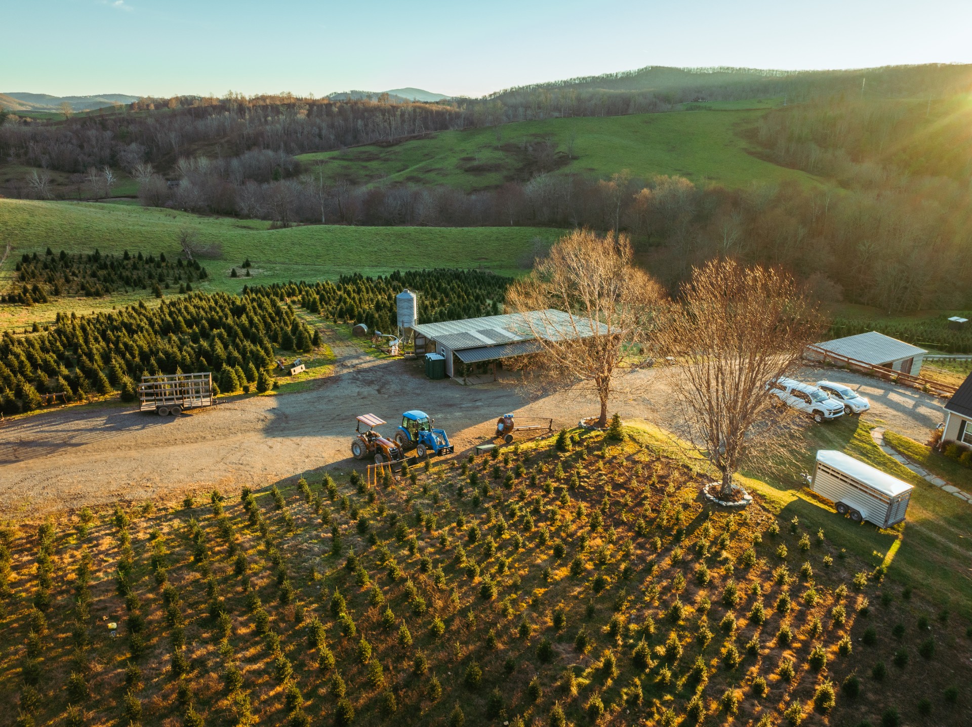 Choose & Cut Christmas Trees