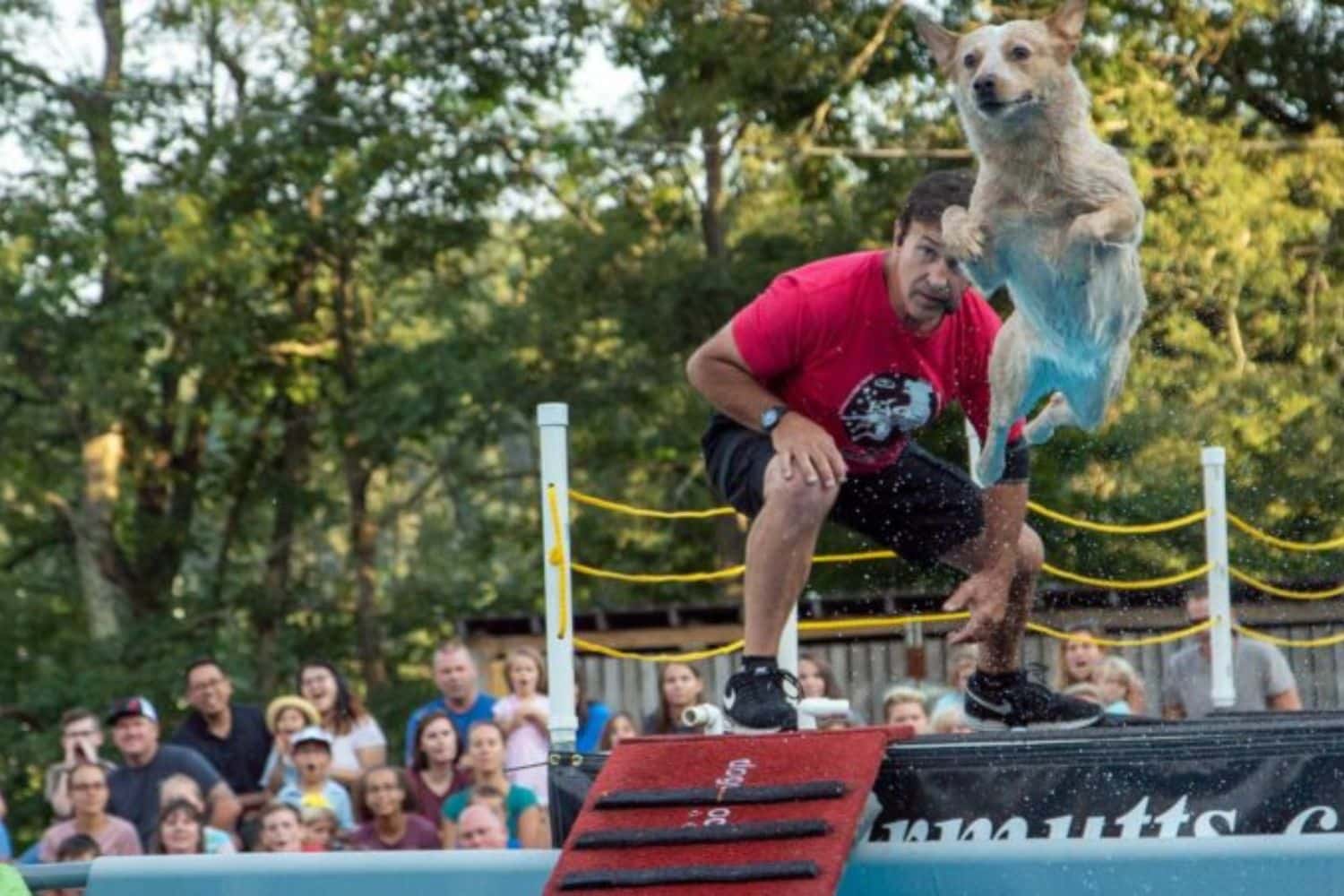 K-9s in Flight Frisbee Dogs at Tweetsie Railroad