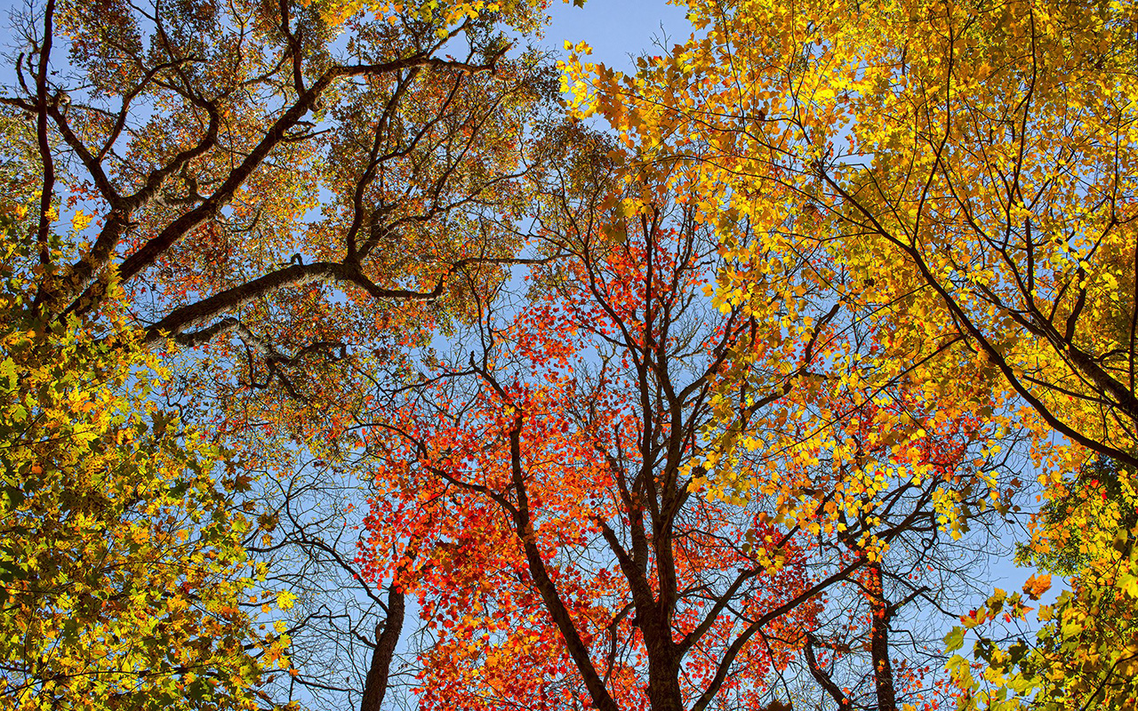 Fall Color Ramble at Grandfather Mountain