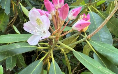 2023 Rosebay Rhododendron Bloom Report