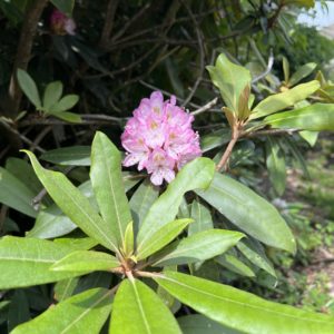 Rhododendron Bloom in Blowing Rock