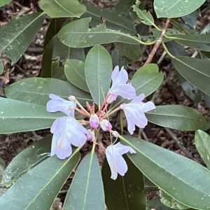 Bloom with Falling Flowers