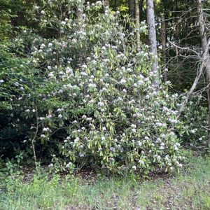 Bush in Full Bloom