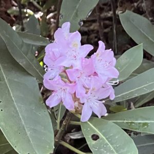 Pink Rhododendron Bloom