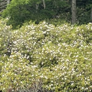 Price Lake Rhododendron