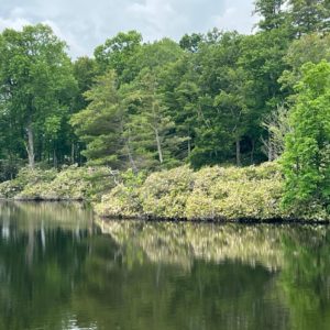 Rhododendron Reflection