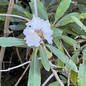 White Rhododendron Bloom