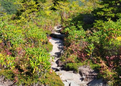 A solid rock surface path winds between low-growing shrubs and trees