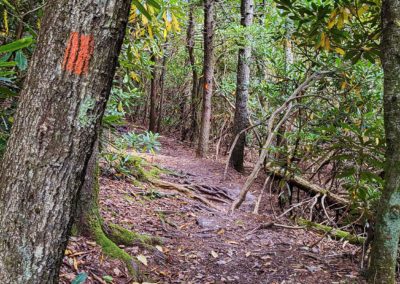 A wide dirt path goes between trees marked with orange blazes