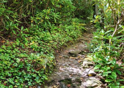 A rocky path surrounded by galax plants and small trees