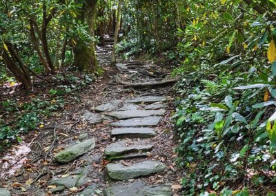 Narrow trail through green forest with large rocks set like pavers
