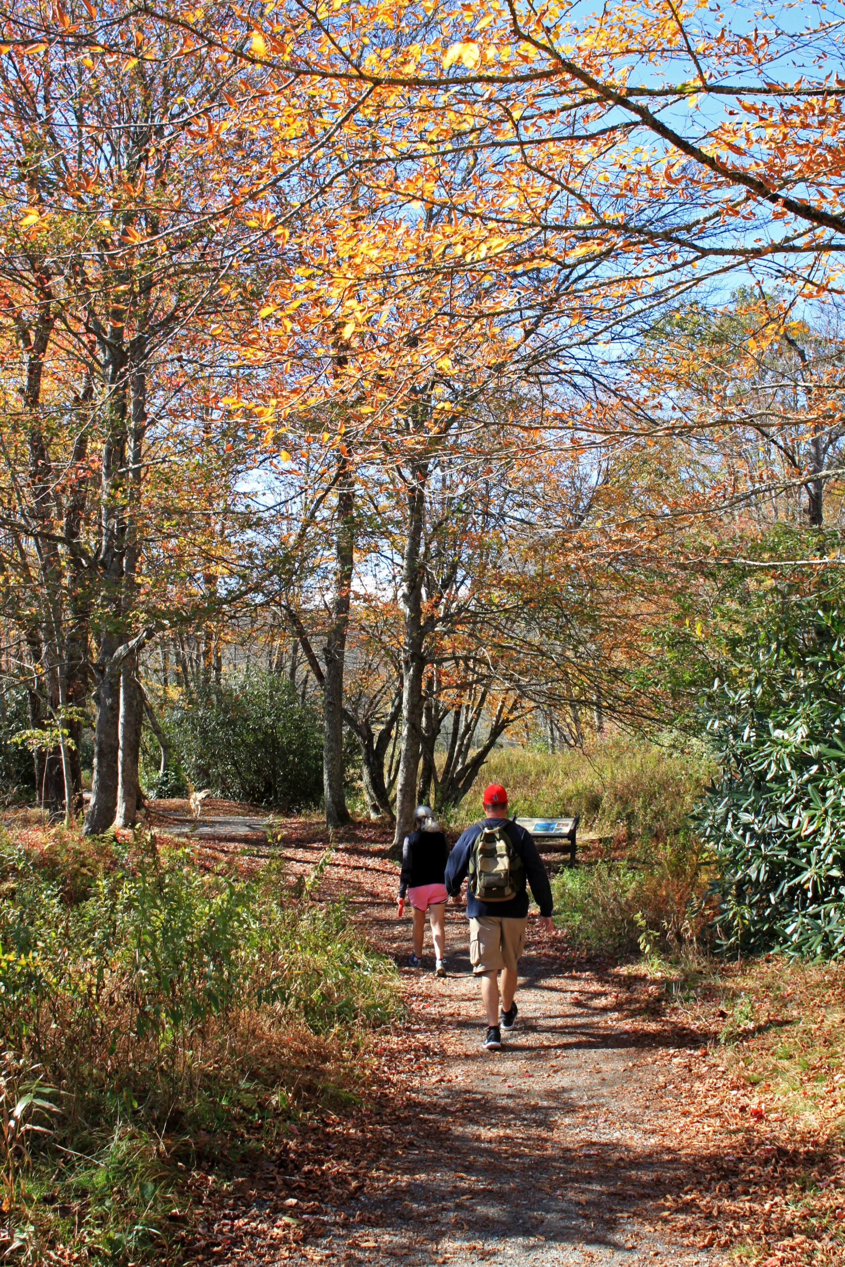 Two people hiking on a trail surrounded by fall leaves