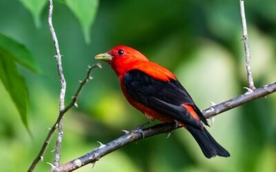 Blowing Rock is Great for Birding