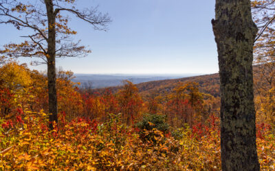 Fall Color Update: October 24, 2024 – Blue Ridge Parkway