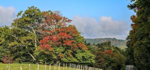 Why Blowing Rock is Great for Leaf Viewing