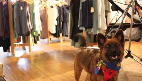 13 Shops to Take Your Dog