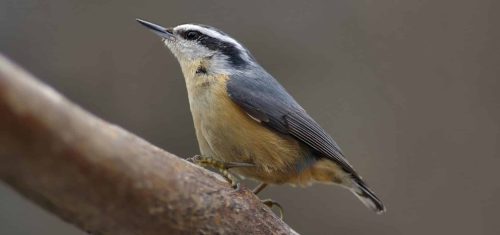 Birding in Blowing Rock