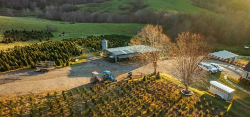 Choose & Cut Christmas Trees