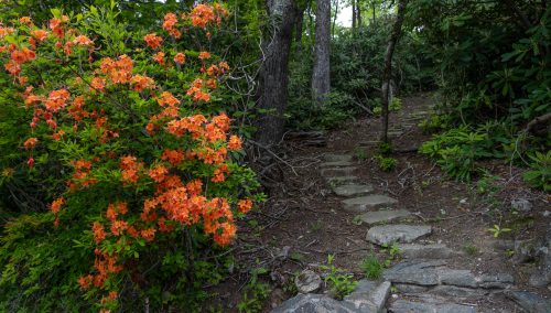 Spring Color Update: May 26, 2025