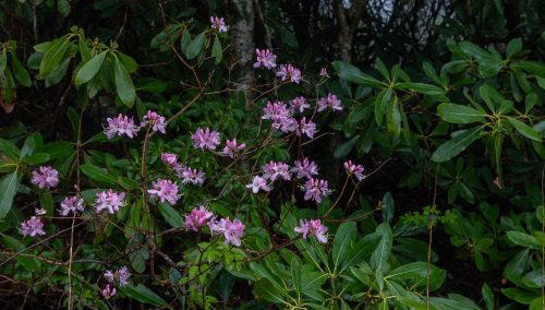 Spring Color Update: April 25, 2025