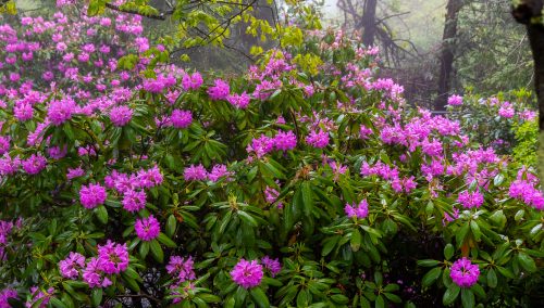 Spring Color Update: May 9, 2025